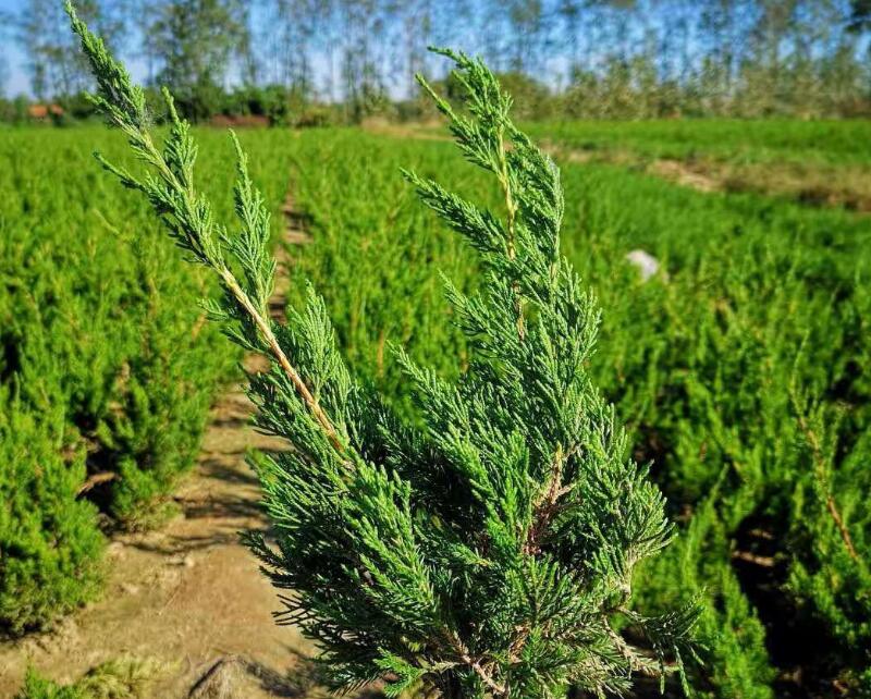 1644289615606604.jpg 1644289615606604.jpg