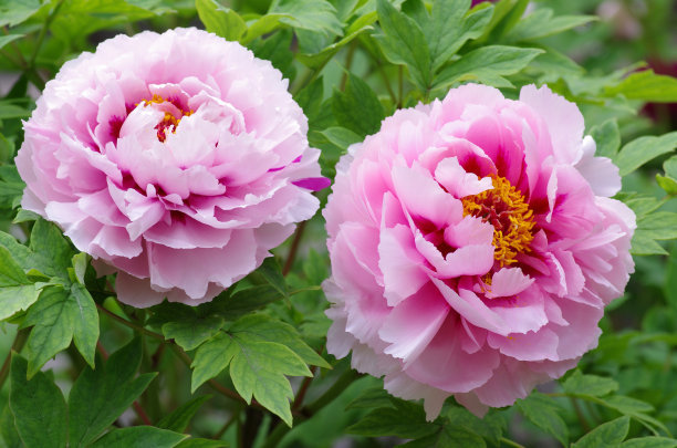 1644488426253539.jpg 牡丹 (2).jpg