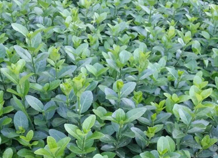 1644759365851234.jpg 2222222222222222222222.jpg