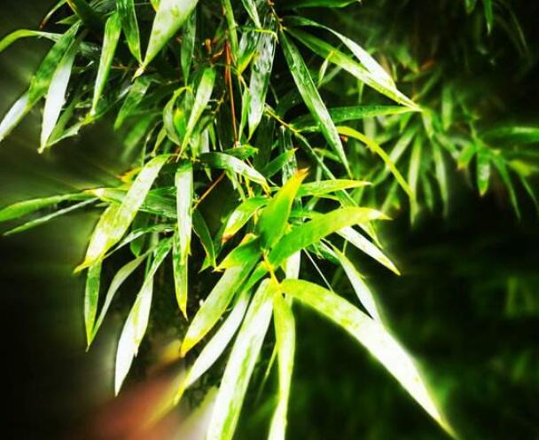 1644901589486653.jpg 鳳尾竹1.jpg