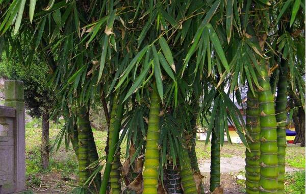 1644901926654279.jpg 佛肚竹2.jpg