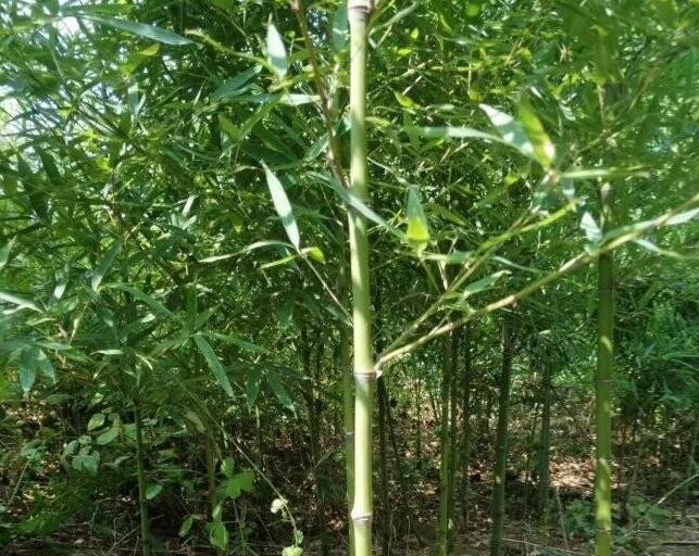 1644901999320169.jpg 1644901999320169.jpg