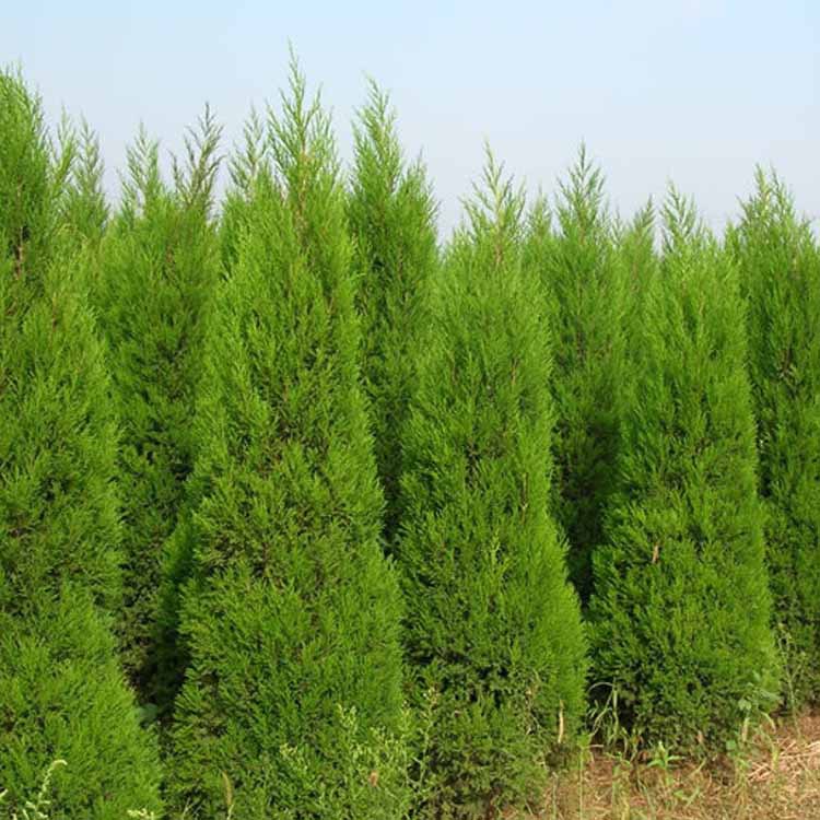 1645007437733312.jpg 1645007437733312.jpg