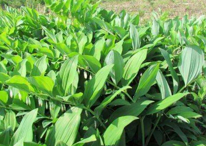 1645168714710867.jpg 1645168714710867.jpg