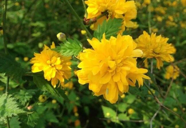 1646712093705217.jpg 1646712093705217.jpg