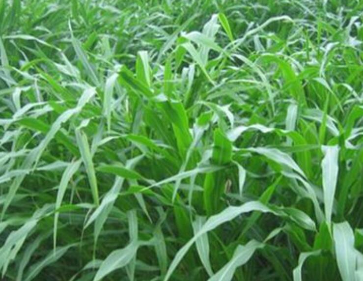 1647093639919344.jpg 1.jpg