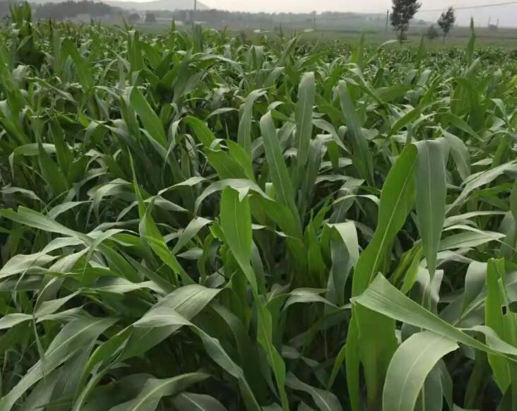 1647093654202434.jpg 3.jpg