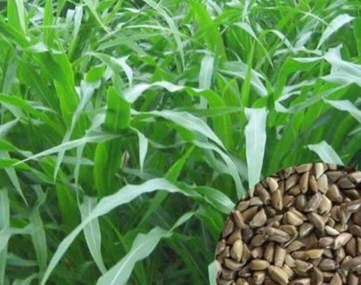 1647097255348714.jpg 1.jpg