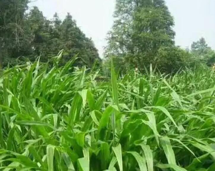 1647098132857769.jpg 1.jpg