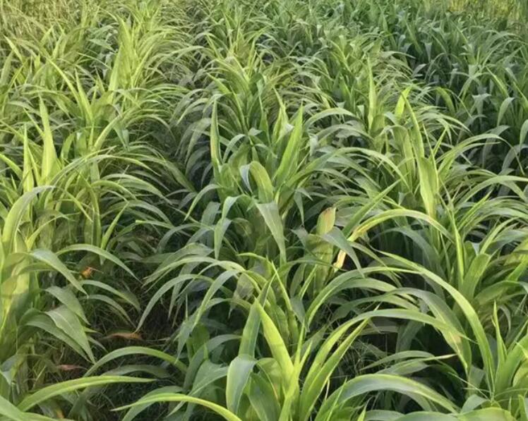 1647098152695833.jpg 3.jpg