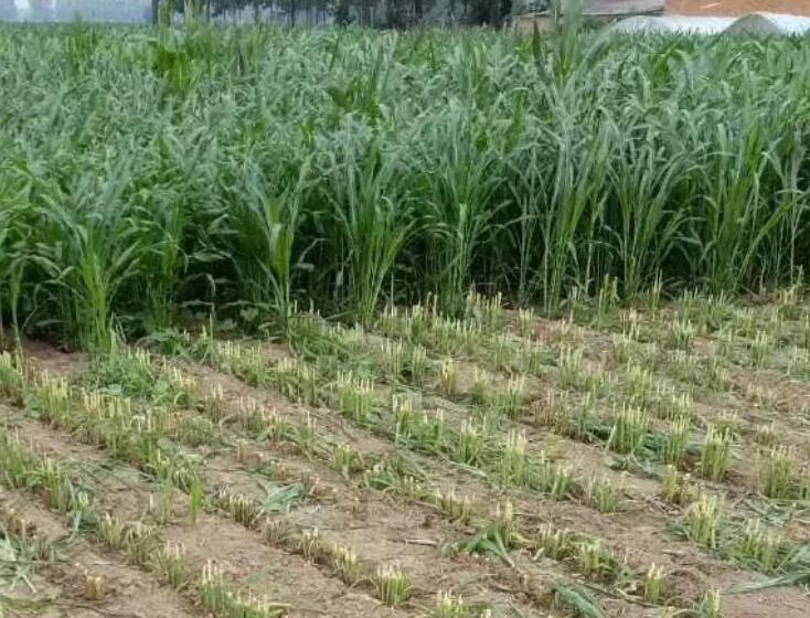 1647315853768107.jpg 2.jpg