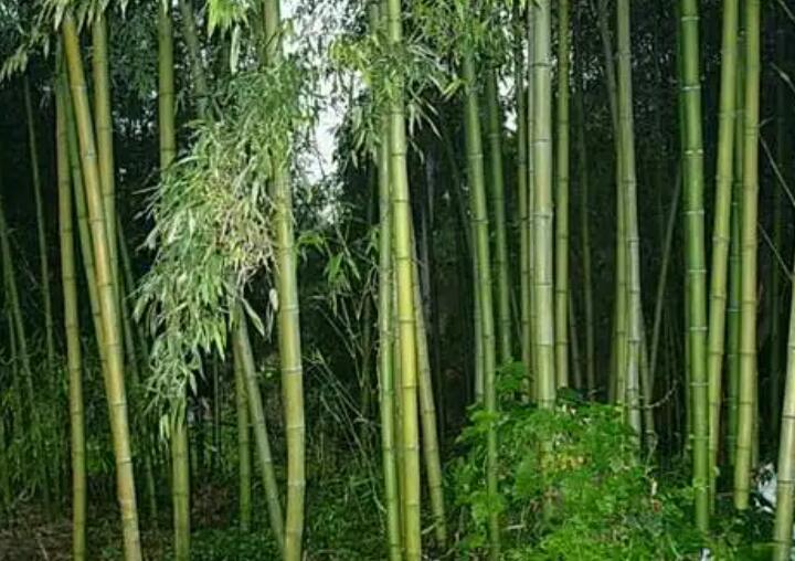 1647856236947215.jpg 3.jpg