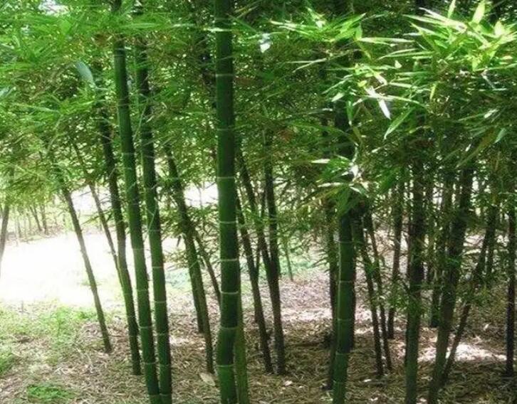 1647862239203762.jpg 1647862239203762.jpg