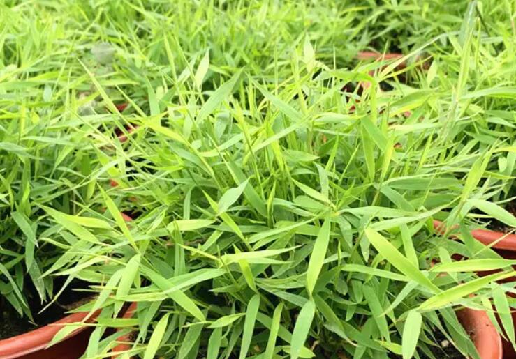 1647959885392984.jpg 1.jpg