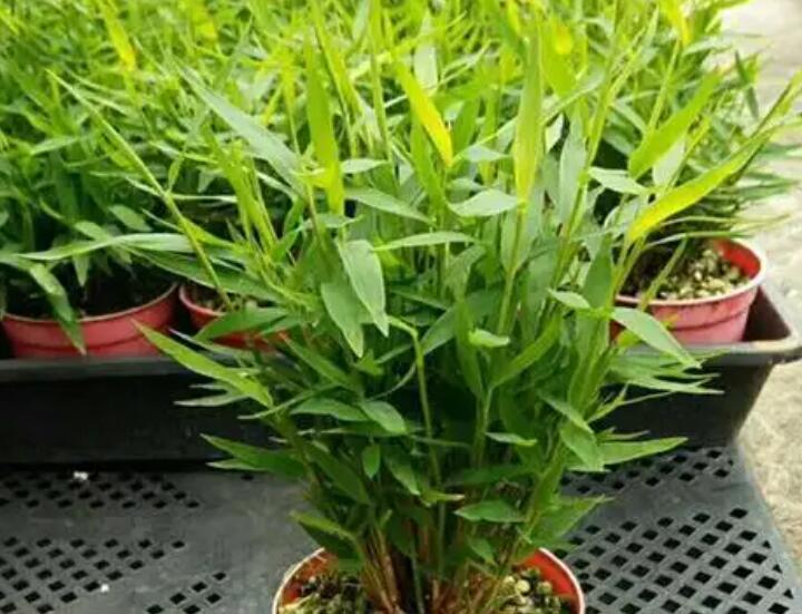 1647959893866154.jpg 2.jpg