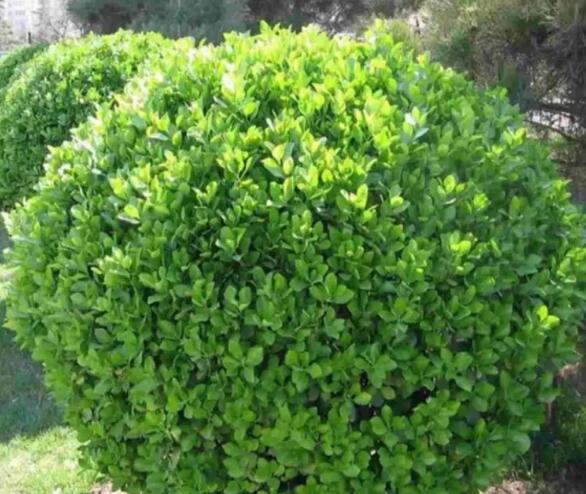 1648178936238544.jpg 1648178936238544.jpg