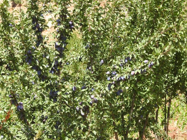 1648204648402341.jpg 1648204648402341.jpg