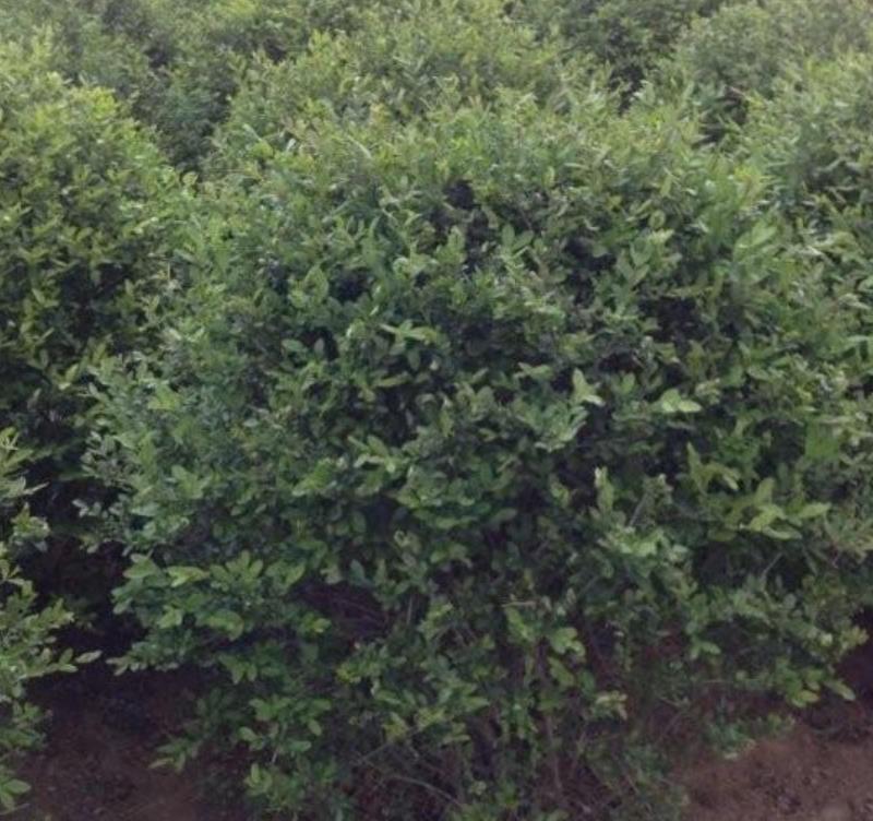 小葉女貞 小葉女貞