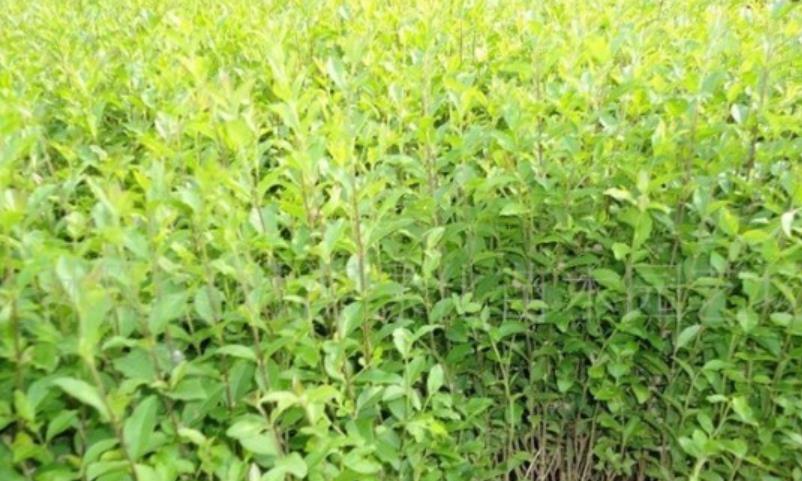 小葉女貞 小葉女貞