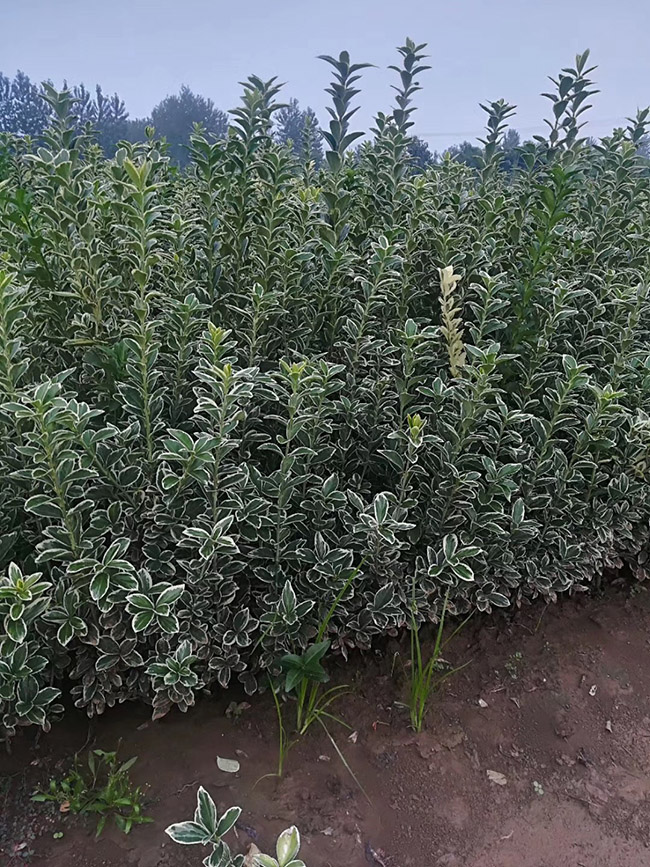 金邊黃楊 金邊黃楊