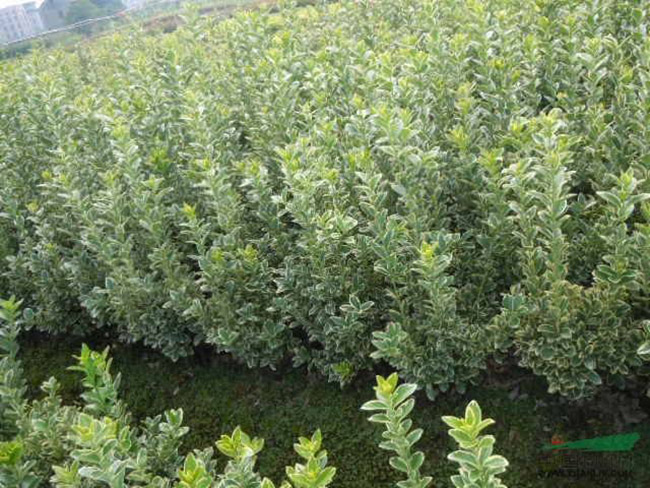 金邊黃楊 金邊黃楊