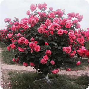 1648380951982528.jpg 1648380951982528.jpg