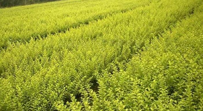 1648625878387992.jpg 1648625878387992.jpg