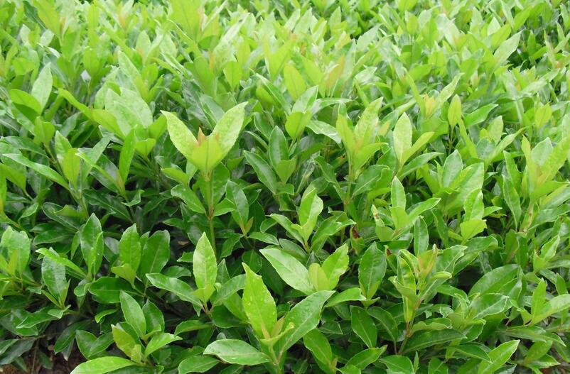 1648626344492528.jpg 1648626344492528.jpg