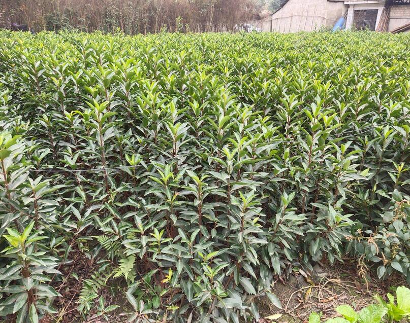 1648626344770218.jpg 1648626344770218.jpg