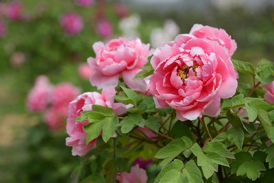 1648633510917011.jpg 1648633510917011.jpg