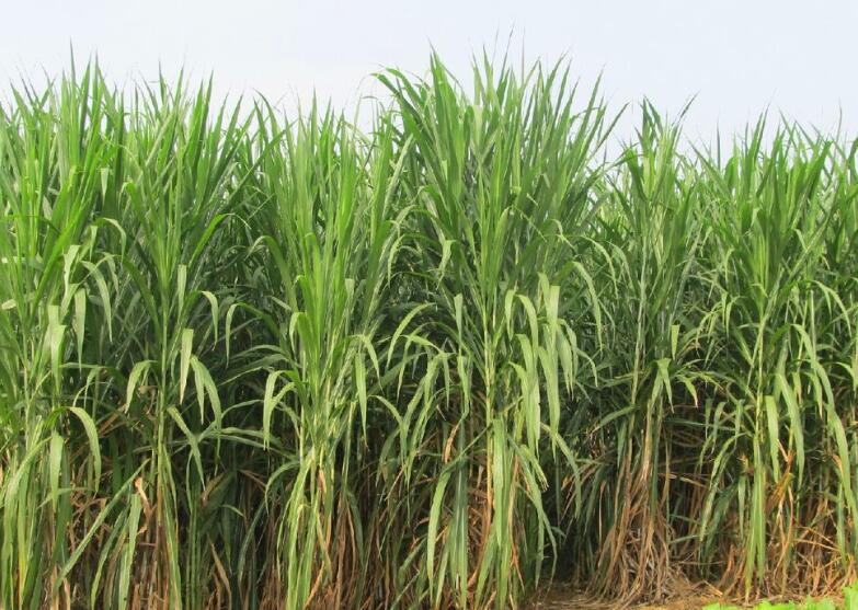 1649425607624770.jpg 3.jpg