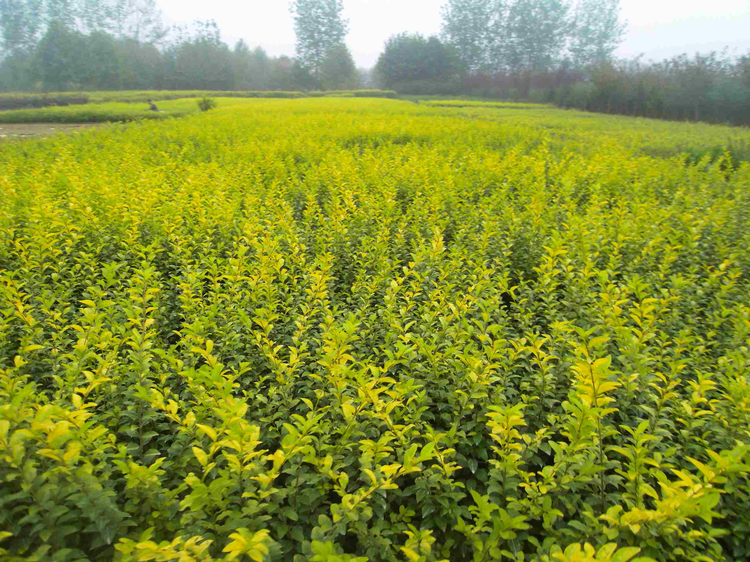 1649585235915488.jpg 1649585235915488.jpg