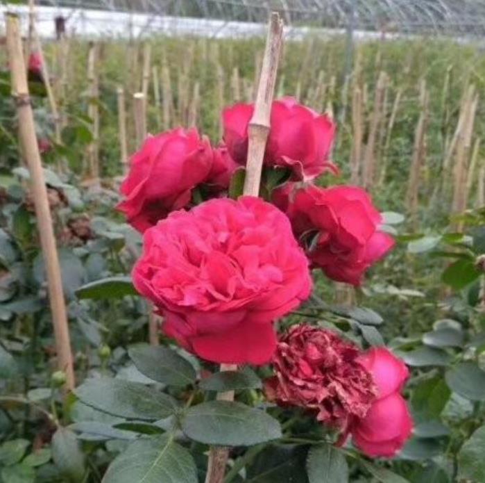 爬藤月季 爬藤月季