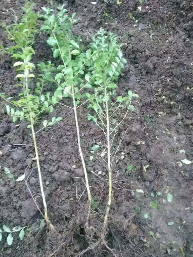 小葉女貞 小葉女貞