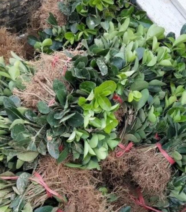 大葉黃楊 大葉黃楊