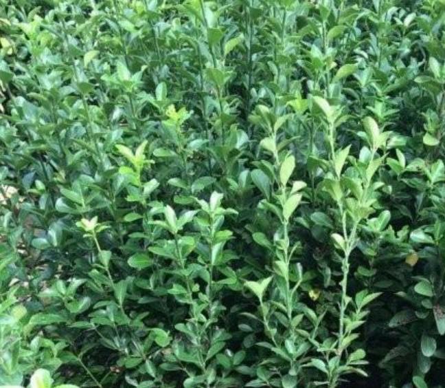 大葉黃楊 大葉黃楊