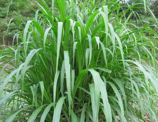 1650198619679839.jpg 1650198619679839.jpg