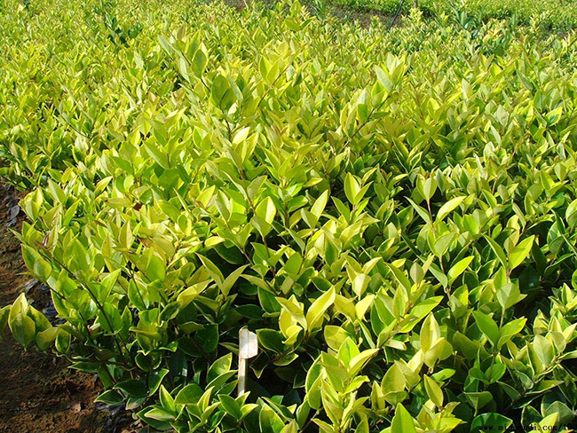 金森女貞 金森女貞