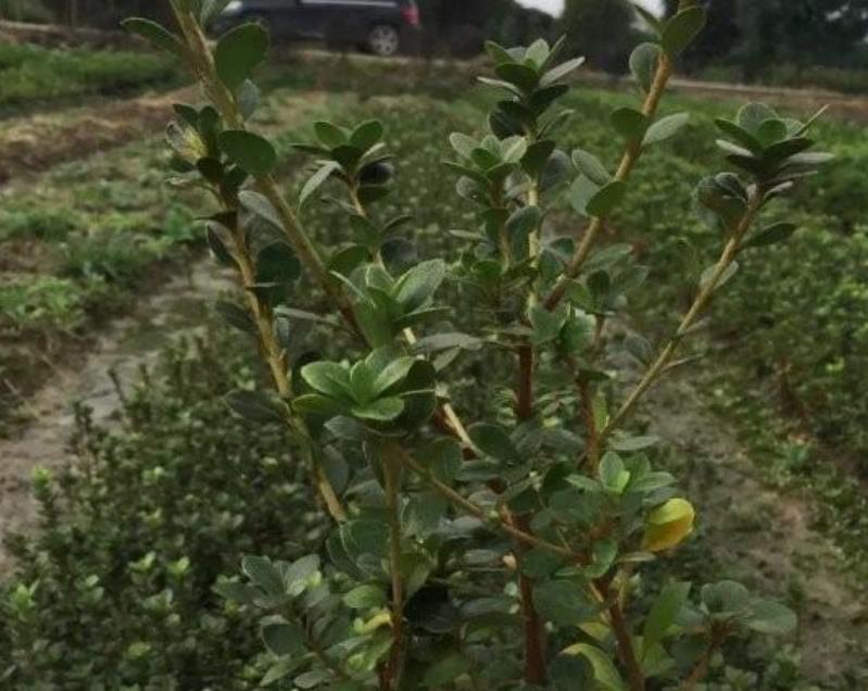 龜甲冬青 龜甲冬青