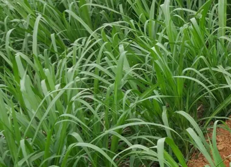 1650378856881309.jpg 3.jpg