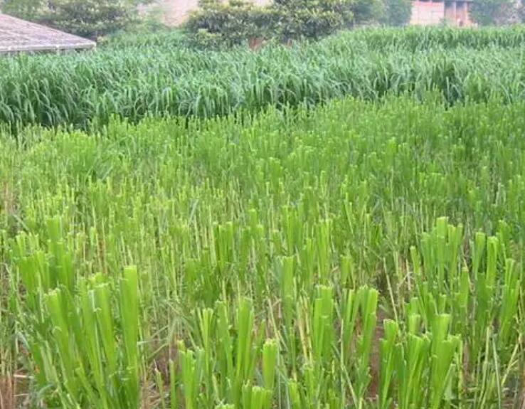 1650379479484582.jpg 1.jpg