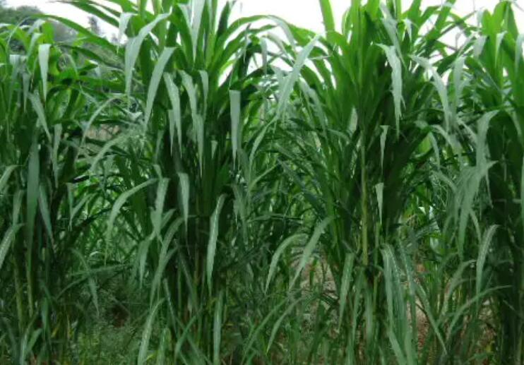 1650379496293885.jpg 3.jpg