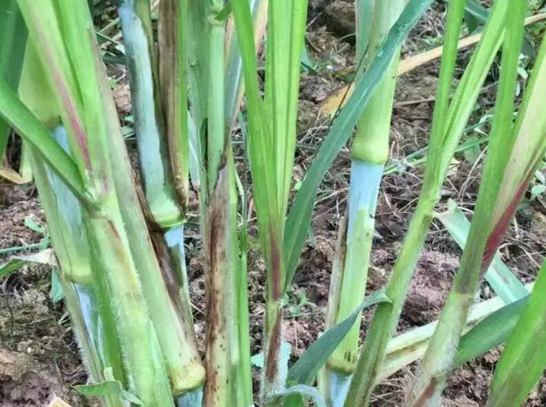 1650381068138970.jpg 2.jpg