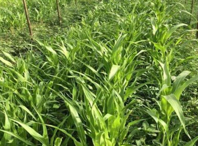 1650629973480663.jpg 1650629973480663.jpg