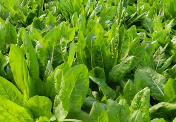 1650984595756500.jpg 1.jpg