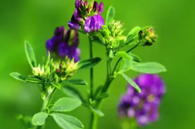 1651759925557898.jpg 2.jpg