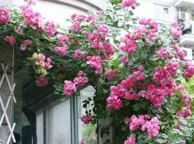 1651764705927906.jpg 1651764705927906.jpg