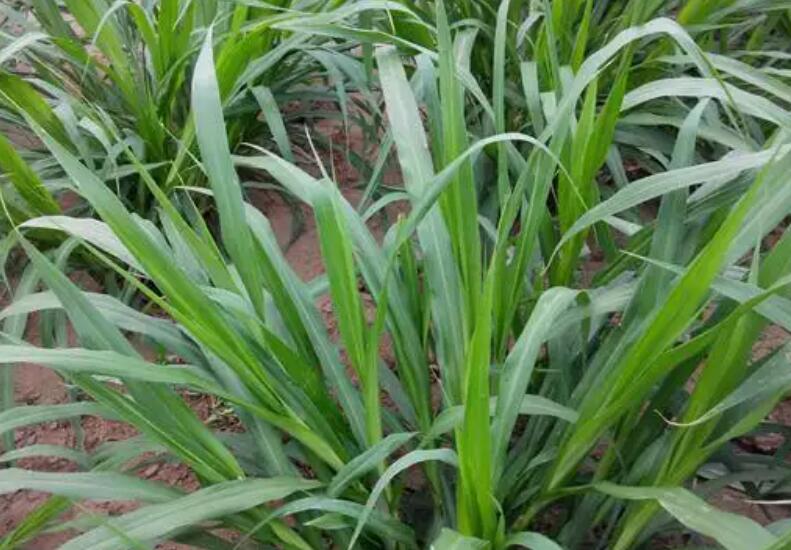 1651836796180381.jpg 1651836796180381.jpg