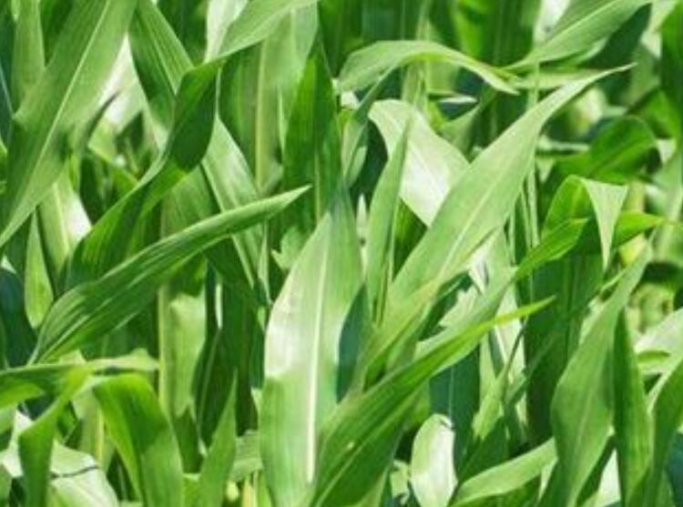 1652876386938199.jpg 2.jpg