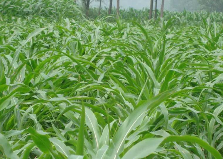 1652964935169723.jpg 2.jpg